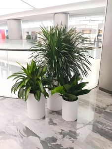 宁波杭州湾绿植租赁哪家好